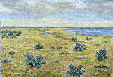 painting of Sea-kale at Dungeness